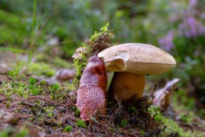 Eine rote Nacktschnecke kriecht im Wald über den Boden und frisst an einem großen, hellbraunen Steinpilz, der zwischen Moos und Nadeln wächst.