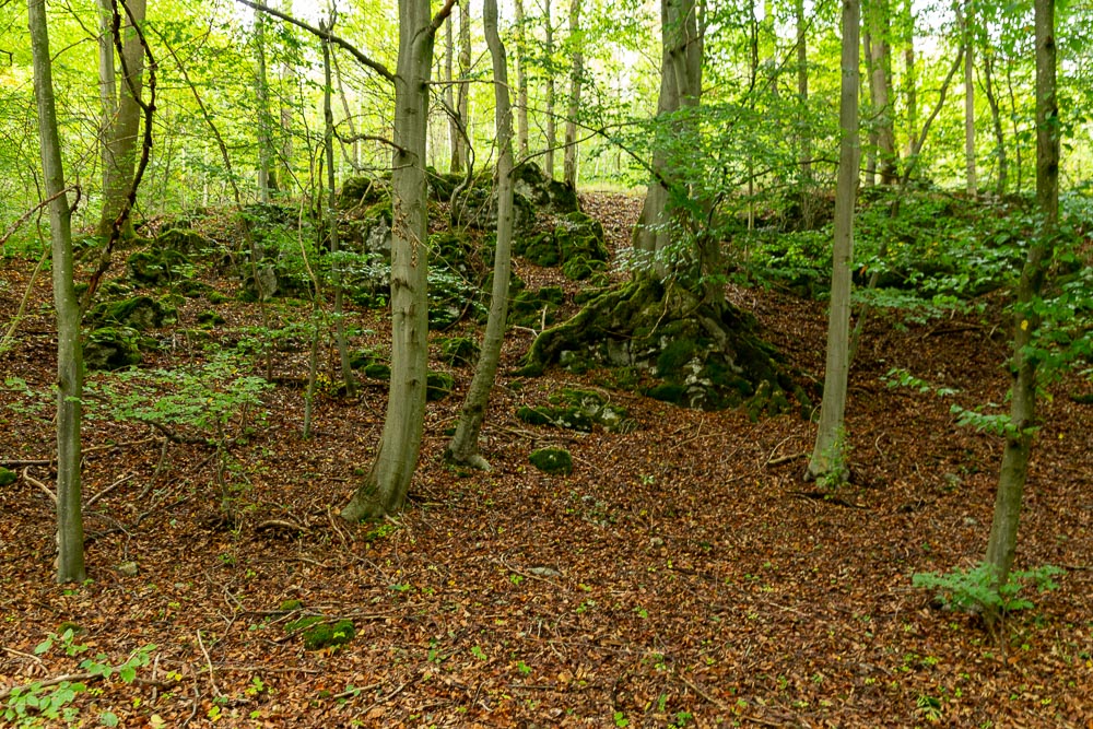 Eisborn Wald
