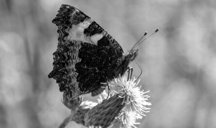 Schmetterling schwarzweiss