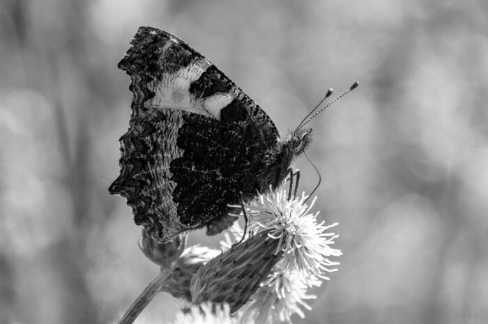Schmetterling schwarzweiss