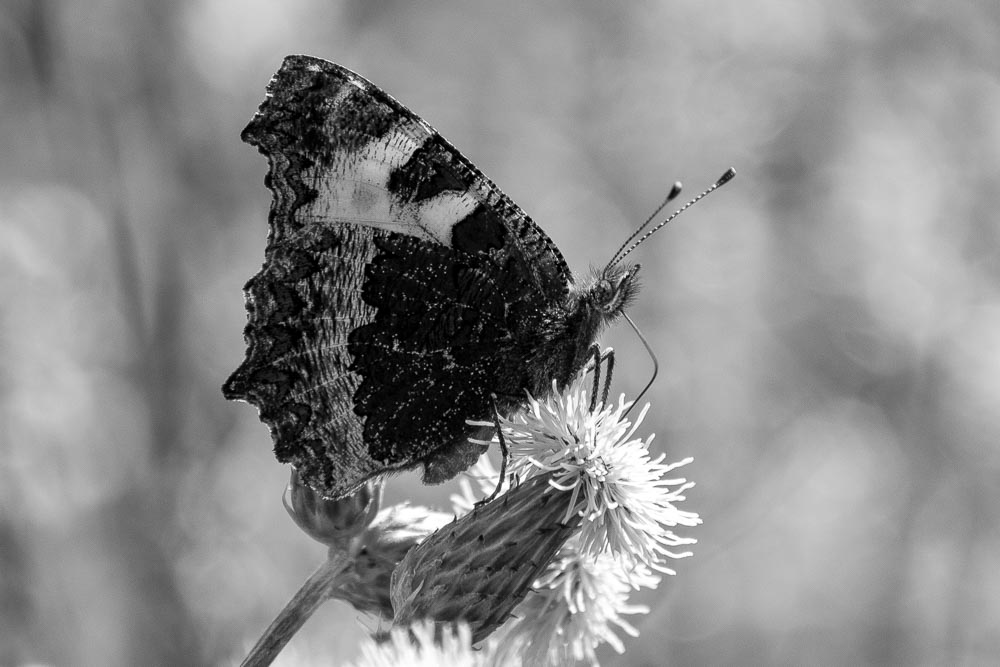 Schmetterling schwarzweiss
