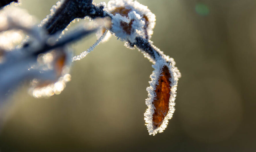 Eingefroren – Blatt im Eis