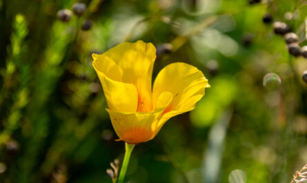 Kalifornischer Mohn