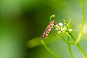 Ganz nah dran: Schwebfliege