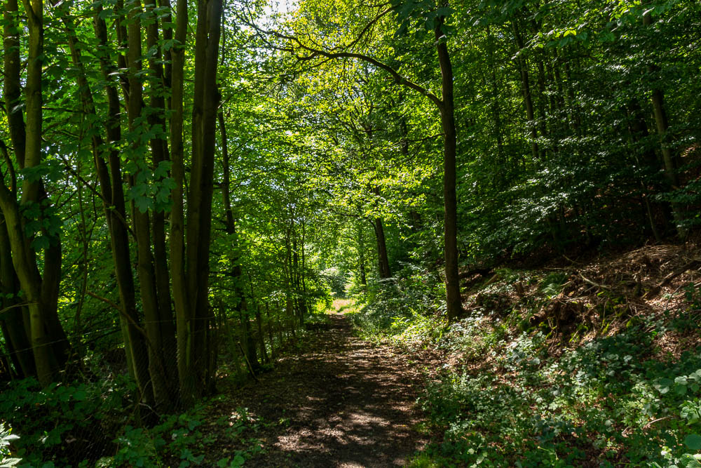 Arnsberger Wald