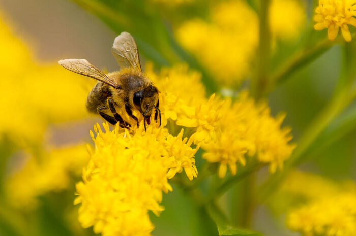 Ganz nah dran: Kleine Biene ganz groß