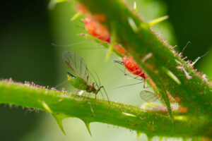 Ganz nah dran Blattlaus