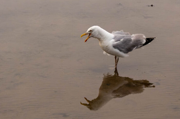Meckernde Möwe