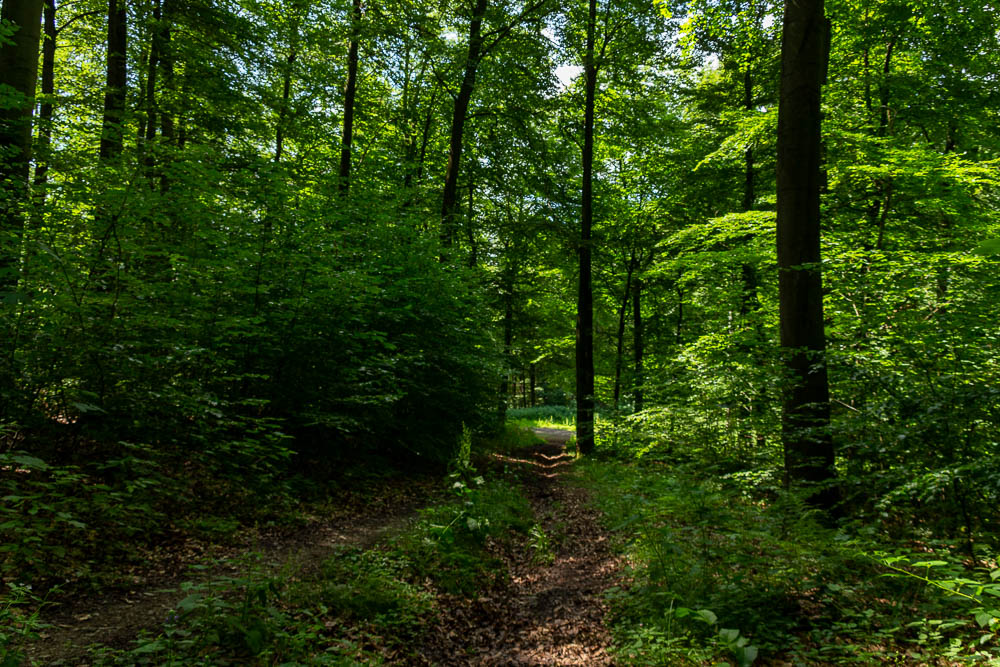 Wennigloh Wald
