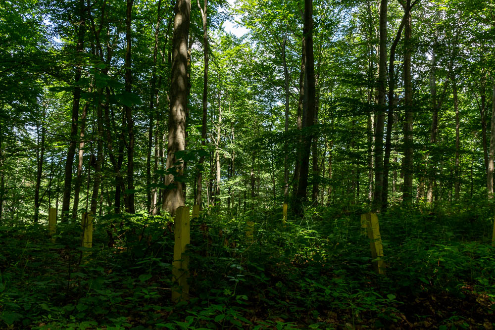 Wennigloh Wald