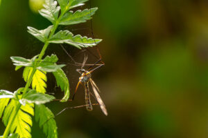 Ganz nah dran: Schnake