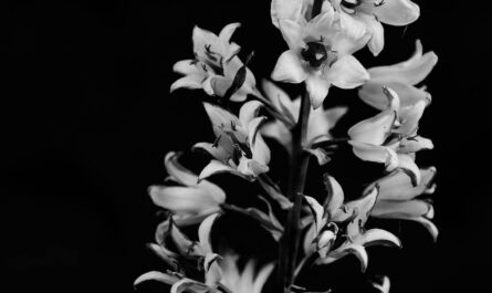 Blüten schwarzweiss