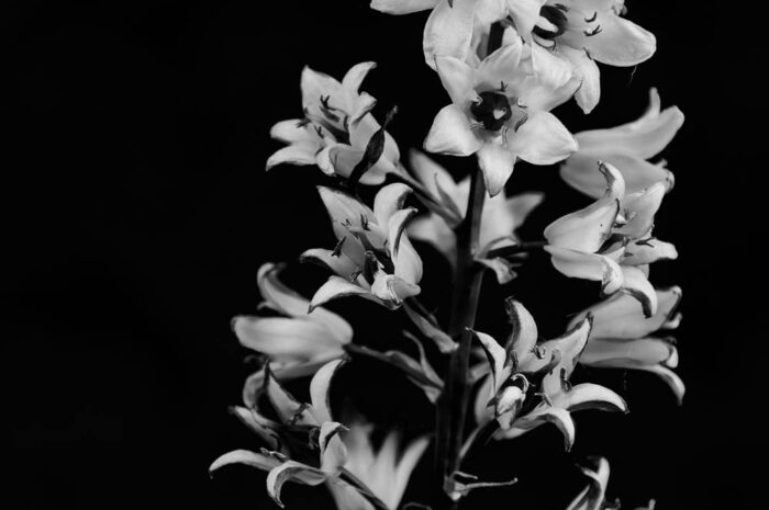 Blüten in schwarzweiss