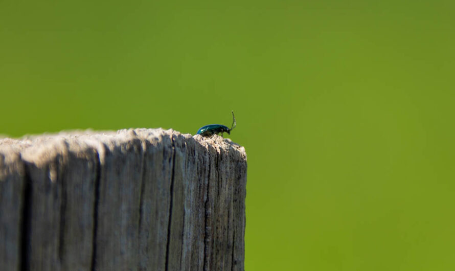 Ein Käfer im Grünen