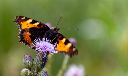 Schmetterling Kleiner Fuchs