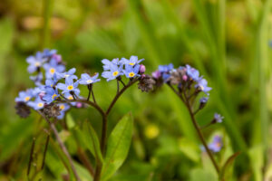 Vergissmeinnicht
