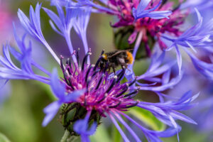 Kornblume mit Hummel