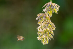 Schwebfliege Landeanflug