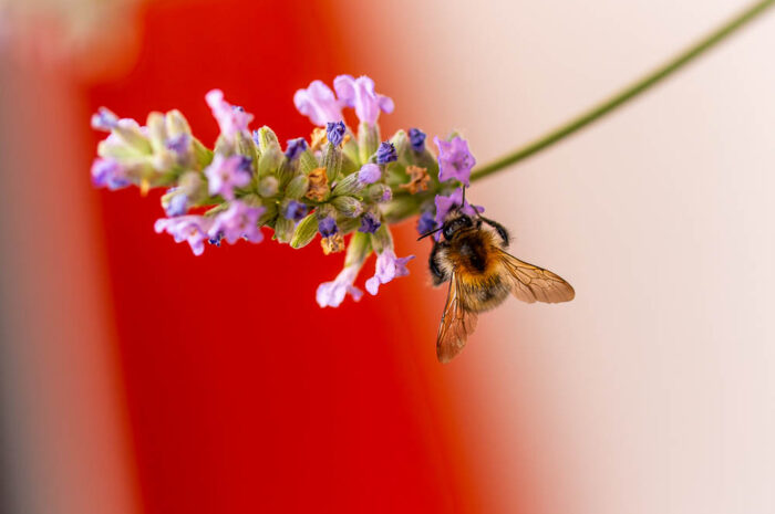 Balkonbilder – Biene am Lavendel