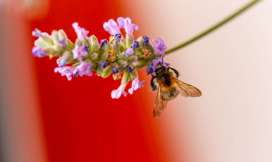 Balkonbilder – Biene am Lavendel