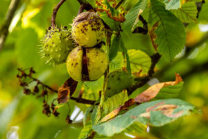 Herbstlich - Kastanien