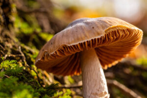 Pilz in der Morgensonne