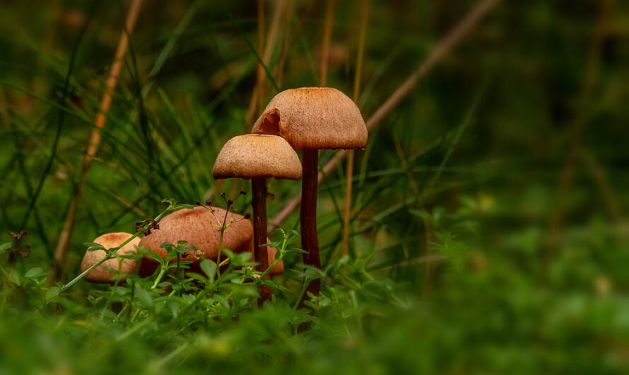 Es wird Herbst – Pilzzeit