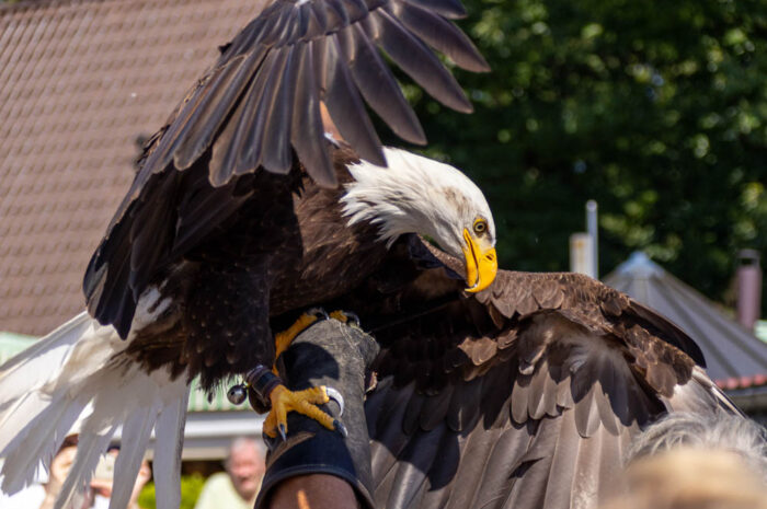 Flugschau – Der Weißkopfseeadler