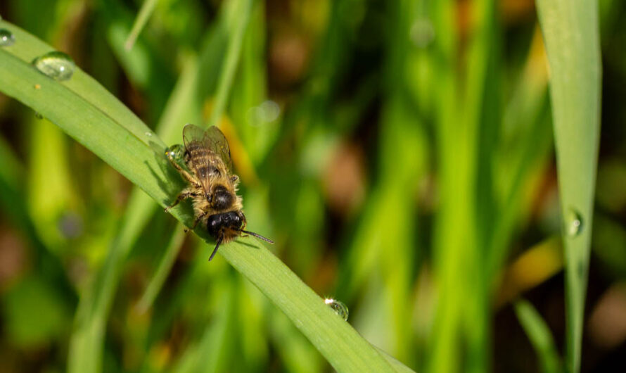 Ganz nah dran: Eine Biene hält einen Tropfen