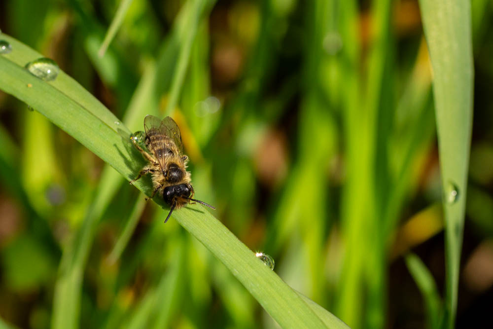 Eine Biene hält einen Tropfen