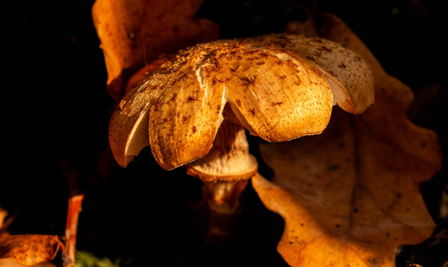 Herbstlich – Pilz zwischen Licht und Schatten