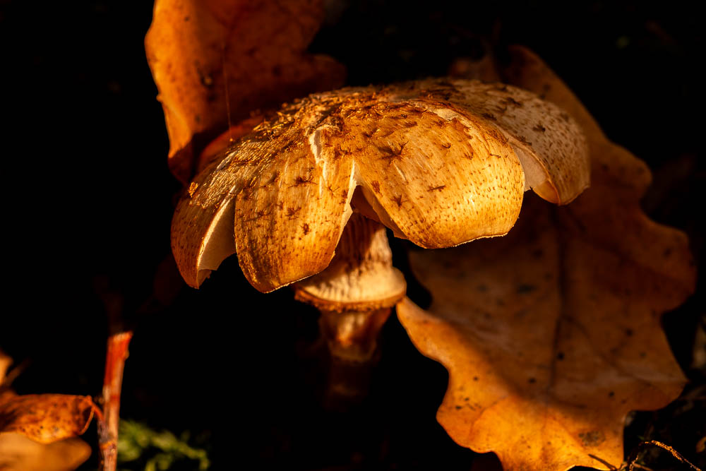 Herbstlich - Pilz zwischen Licht und Schatten
