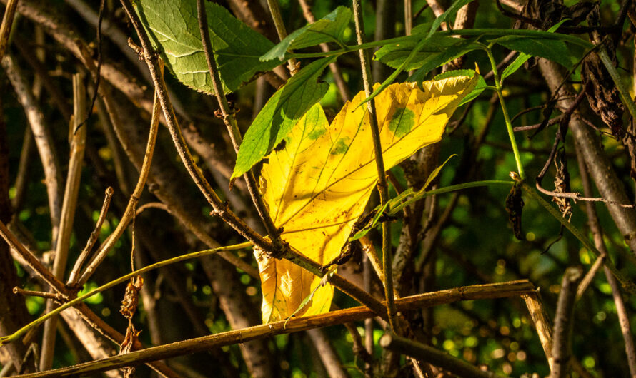 Herbstlich – gelb