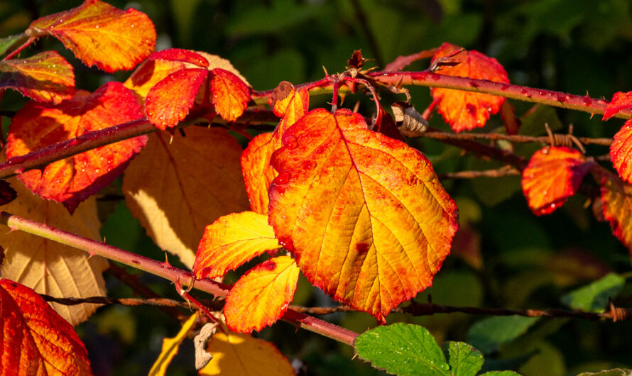 Herbstlich – rot