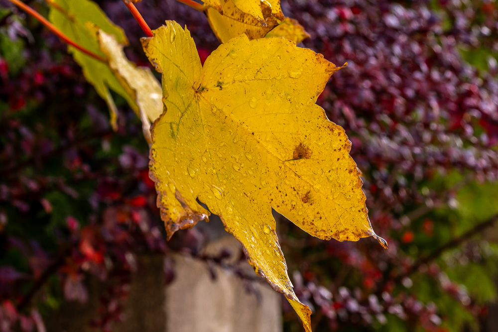 Herbstlich - gelb