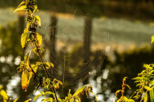 Spinnennetz