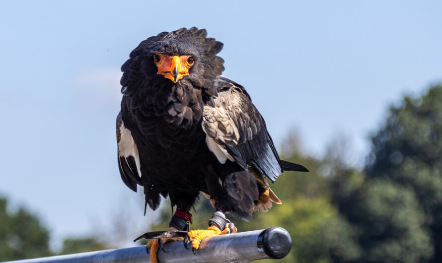 Ein Vogel namens Gaukler
