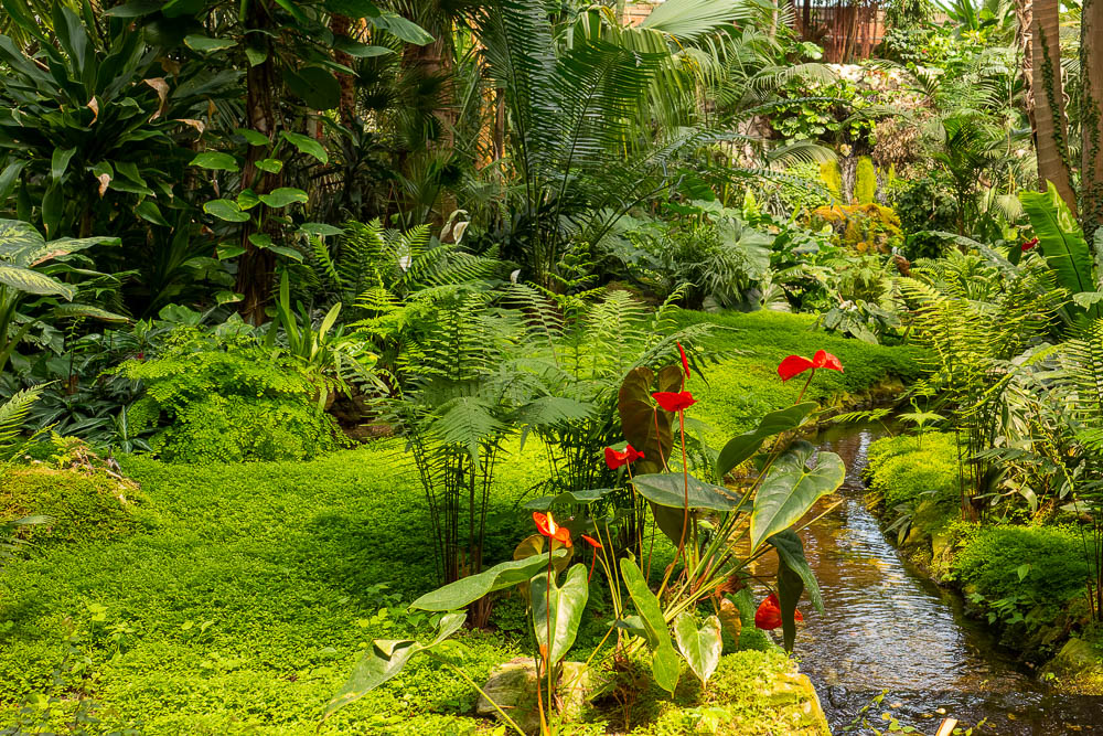 Botanischer Garten Frankfurt Im Palmenhaus Richards Fotoseite
