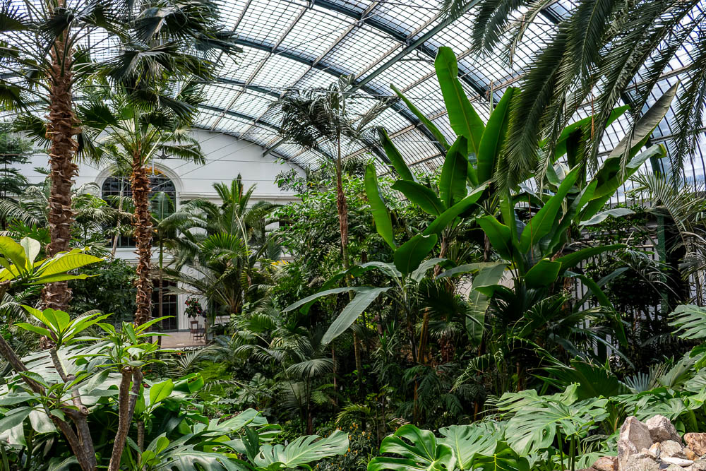 Botanischer Garten Frankfurt - Im Palmenhaus - Richards Fotoseite