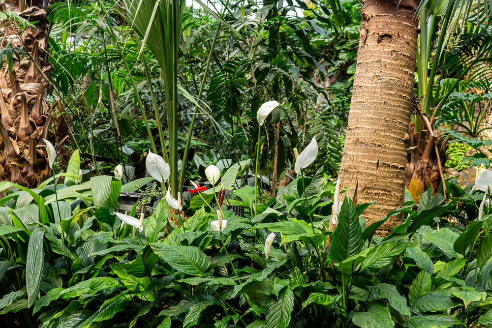 Botanischer Garten Frankfurt Im Palmenhaus Richards Fotoseite