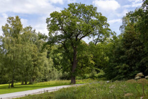 Parklandschaft bei den Externsteinen