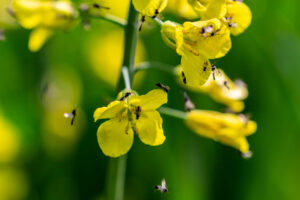 Scherenbienen im Raps