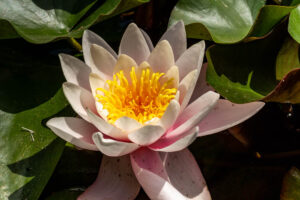 Seerose Botanischer Garten Frankfurt