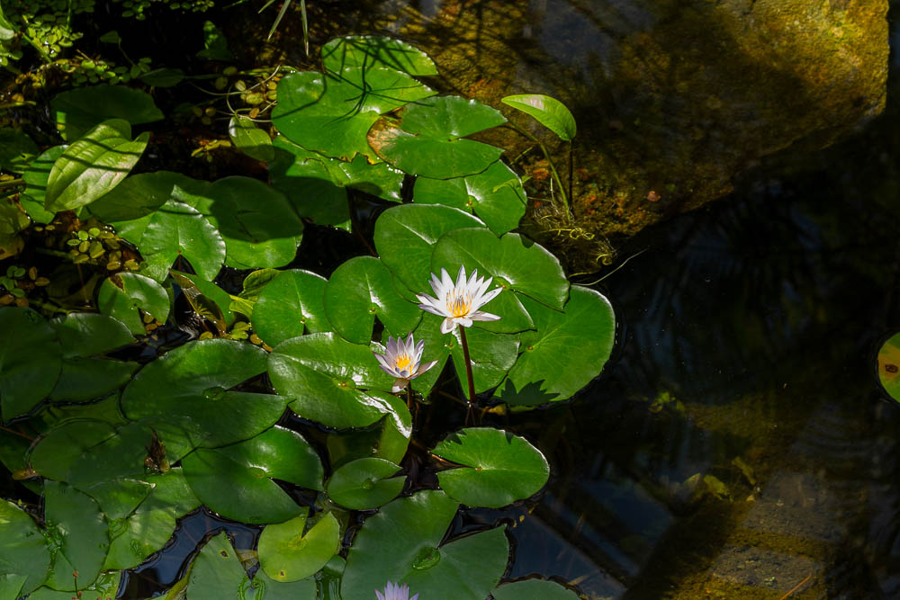 Seerose Botanischer Garten Frankfurt