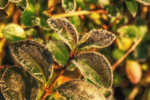 Winterlicht Sonne und Eis