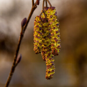 Erlenkätzchen