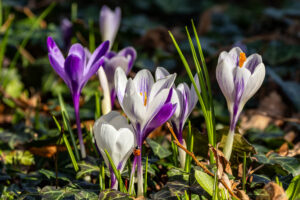Krokusse und Marienkäfer