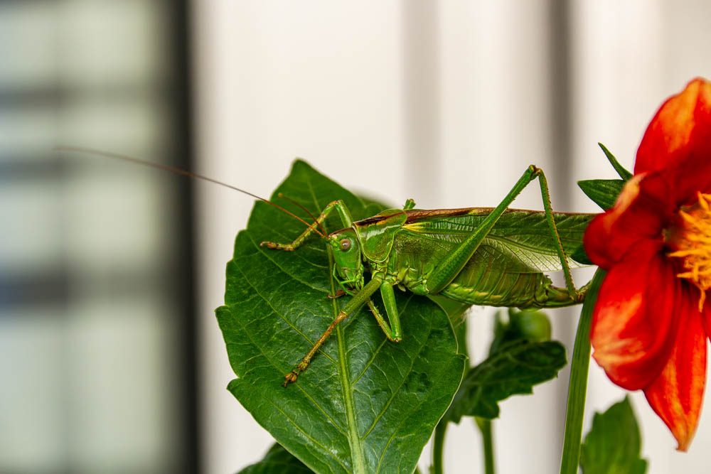Ein Pferd auf dem Balkon
