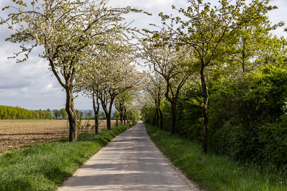 Ostbüren Siddinghauser Weg