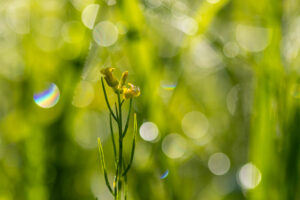Das Glitzern im Feld, eine Blüte und ein Regenbogen